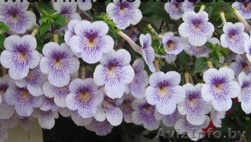 Хириты, фикус, лавр, шефлеру, другие растения   - Изображение #1, Объявление #321120