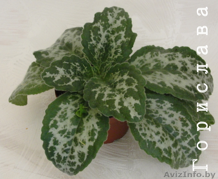 Хириты, фикус, лавр, шефлеру, другие растения   - Изображение #2, Объявление #321120