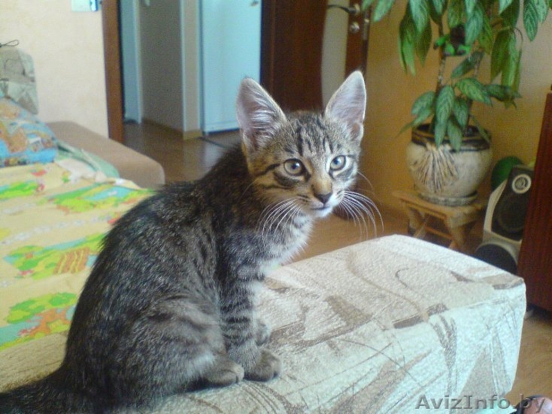 оттам в дар в добрые руки - Изображение #2, Объявление #401599