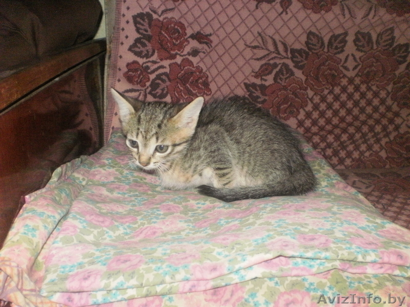 отдам котят с доставкой на дом - Изображение #1, Объявление #410819