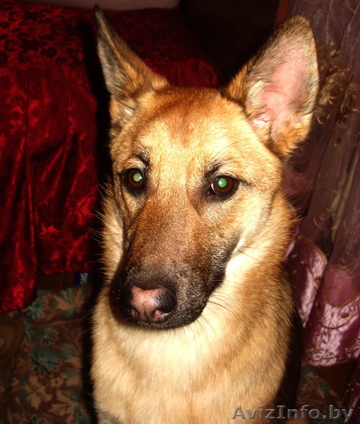 Молодая собака в дар - Изображение #5, Объявление #481898