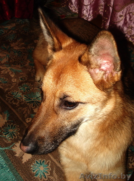 Молодая собака в дар - Изображение #1, Объявление #481898