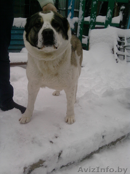 Среднеазиатская овчарка  - Изображение #1, Объявление #531970