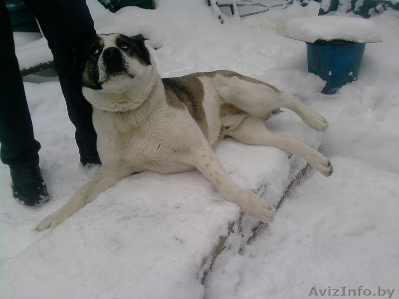 Среднеазиатская овчарка  - Изображение #2, Объявление #531970