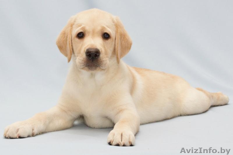 предлагаем щенков лабрадора - Изображение #1, Объявление #595603