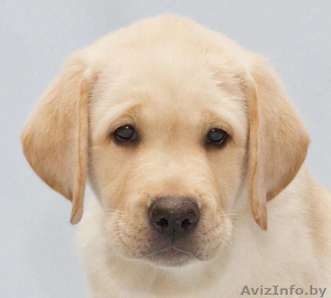 предлагаем щенков лабрадора - Изображение #2, Объявление #595603