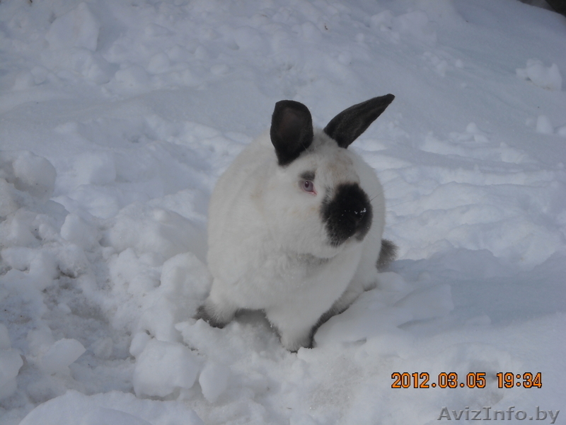 кролик калифорнийский - Изображение #1, Объявление #569860