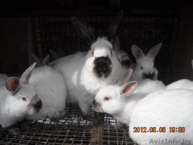 кролик калифорнийский - Изображение #2, Объявление #569860