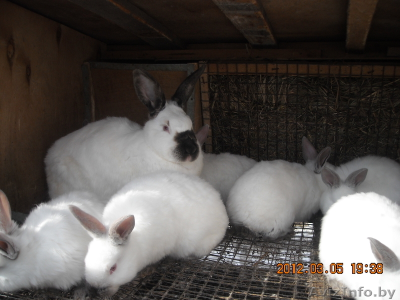 кролик калифорнийский - Изображение #3, Объявление #569860