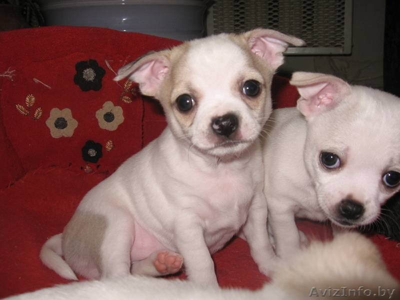 orlova_el72@mail.ru    - Изображение #1, Объявление #585885