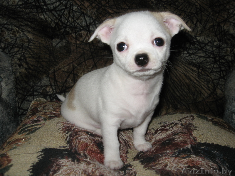 orlova_el72@mail.ru    - Изображение #2, Объявление #585885