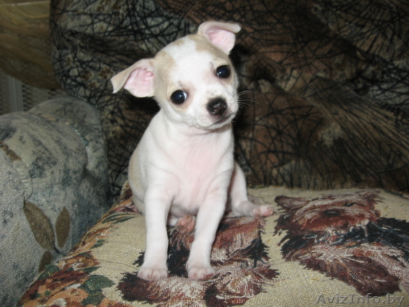 orlova_el72@mail.ru    - Изображение #3, Объявление #585885