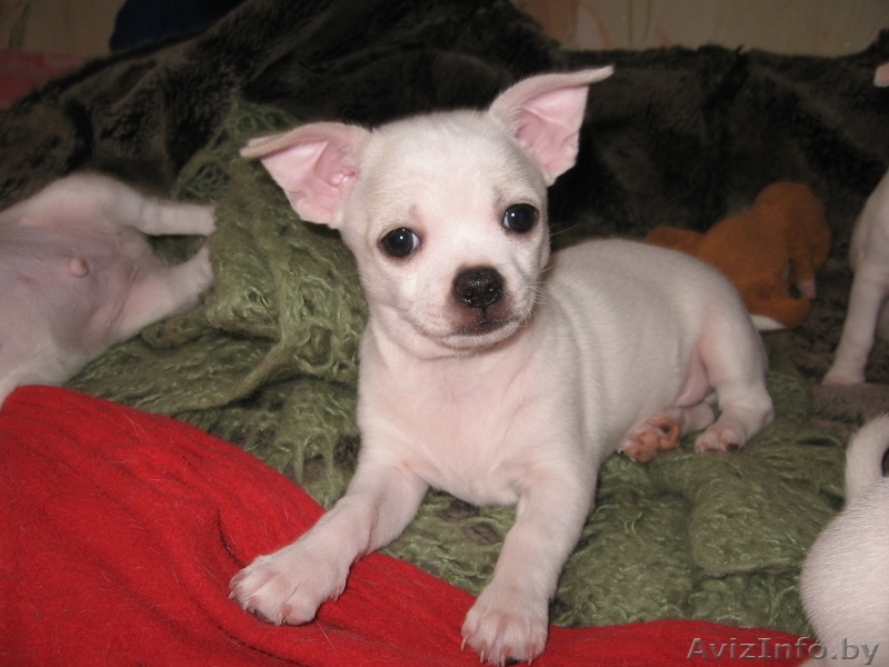 orlova_el72@mail.ru    - Изображение #4, Объявление #585885