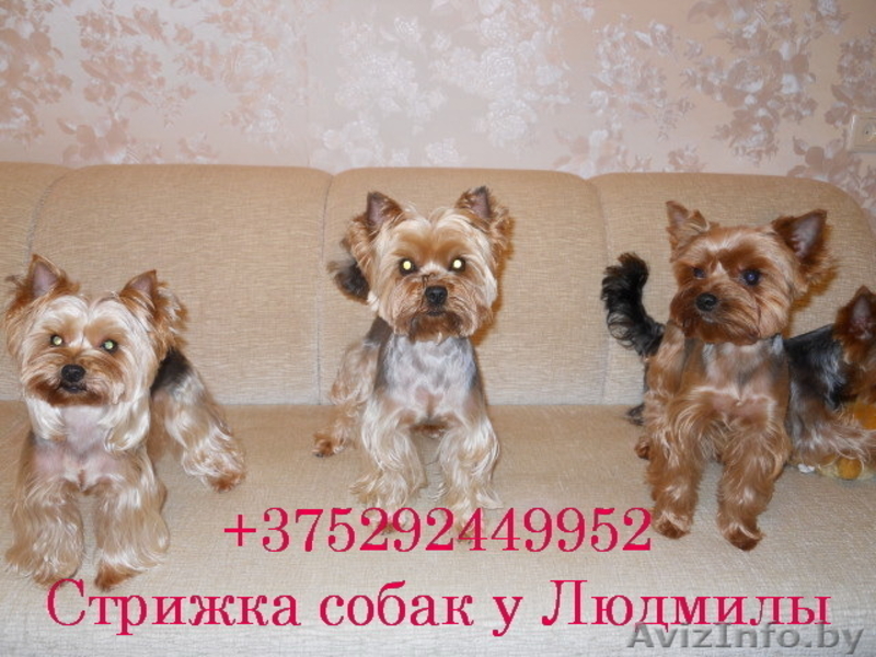 Стрижка йоркширских терьеров у Людмилы - Изображение #1, Объявление #620109