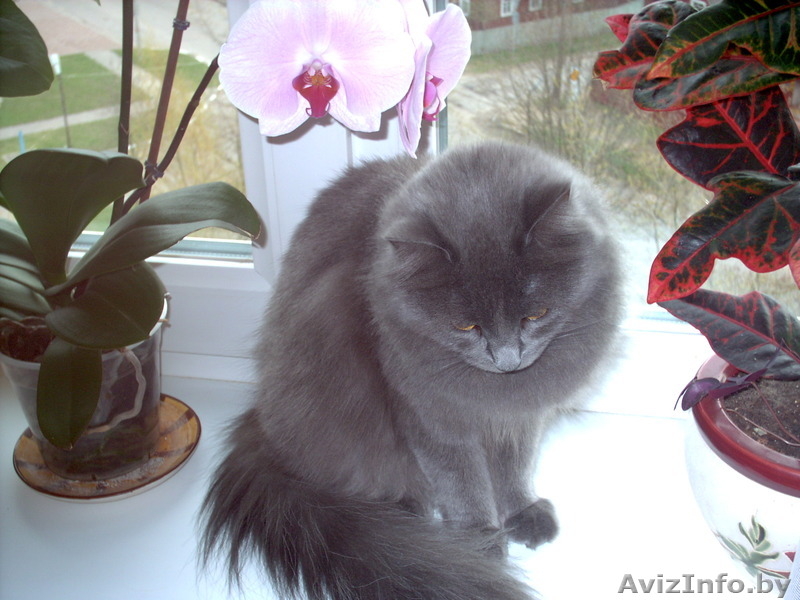 Очень редкие котята породы Нибелунг - Изображение #1, Объявление #657372