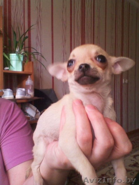 Щеннки чихуахуа - Изображение #3, Объявление #643435