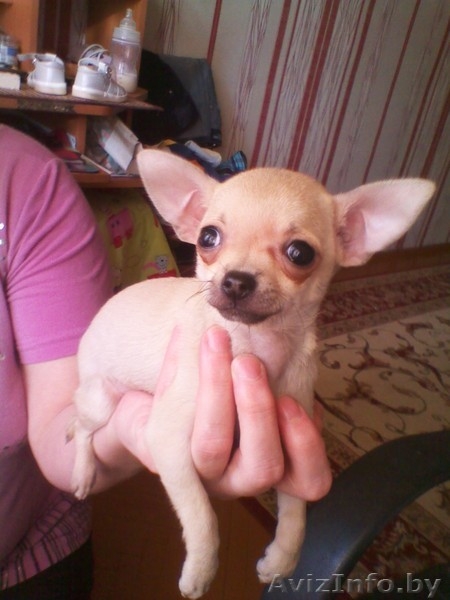 Щеннки чихуахуа - Изображение #4, Объявление #643435