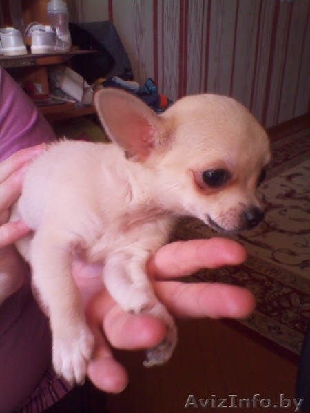 Щеннки чихуахуа - Изображение #5, Объявление #643435