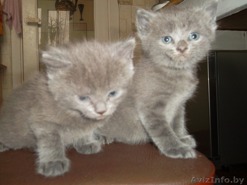 Очень редкие котята породы Нибелунг - Изображение #2, Объявление #657372