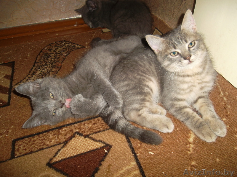 Британские котята 2.5 месяца. - Изображение #2, Объявление #656111