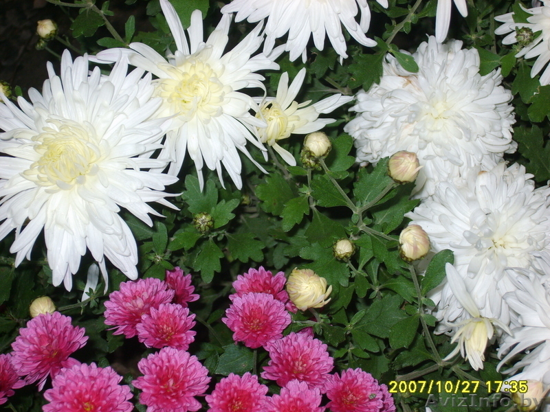 декоративные кустарники,садовые растения. - Изображение #3, Объявление #682480