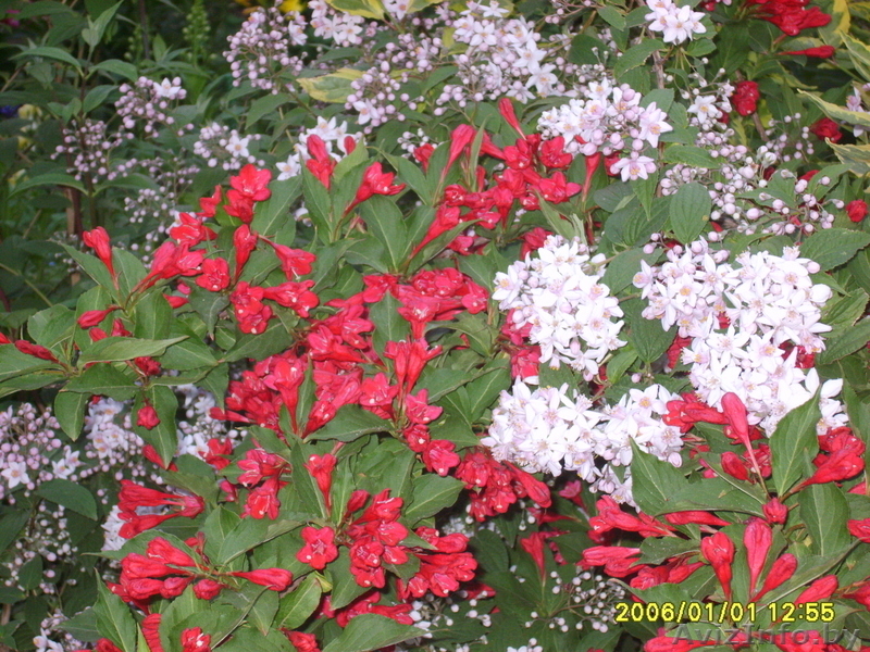 декоративные кустарники,садовые растения. - Изображение #2, Объявление #682480