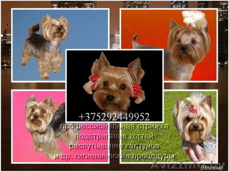 Стрижка йоркширских терьеров у Людмилы - Изображение #2, Объявление #620109
