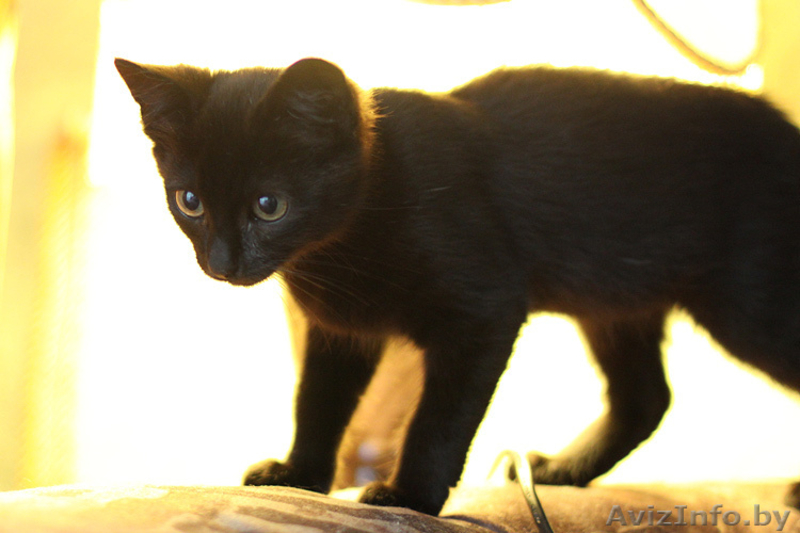 Котенок-девочка 2 месяца в дар (Могилев) - Изображение #4, Объявление #717537