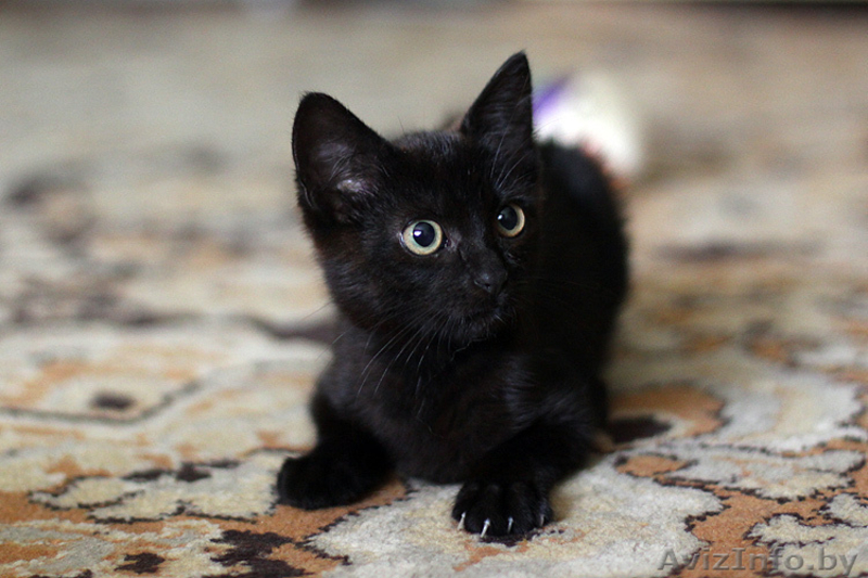 Котенок-девочка 2 месяца в дар (Могилев) - Изображение #2, Объявление #717537