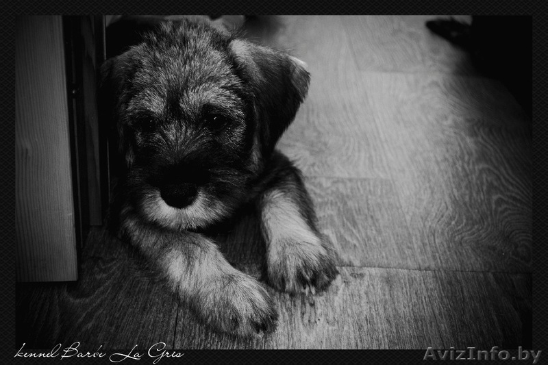 щенки Миттельшнауцера от Вице-Чемпиона Европы питомник! - Изображение #2, Объявление #762514