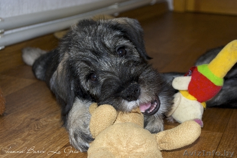 щенки Миттельшнауцера от Вице-Чемпиона Европы питомник! - Изображение #1, Объявление #762514