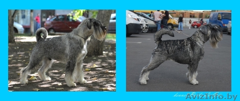 щенки Миттельшнауцера от Вице-Чемпиона Европы питомник! - Изображение #4, Объявление #762514