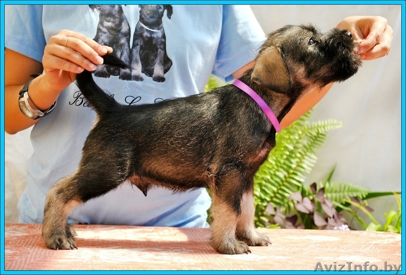 щенки Миттельшнауцера от Вице-Чемпиона Европы питомник! - Изображение #5, Объявление #762514