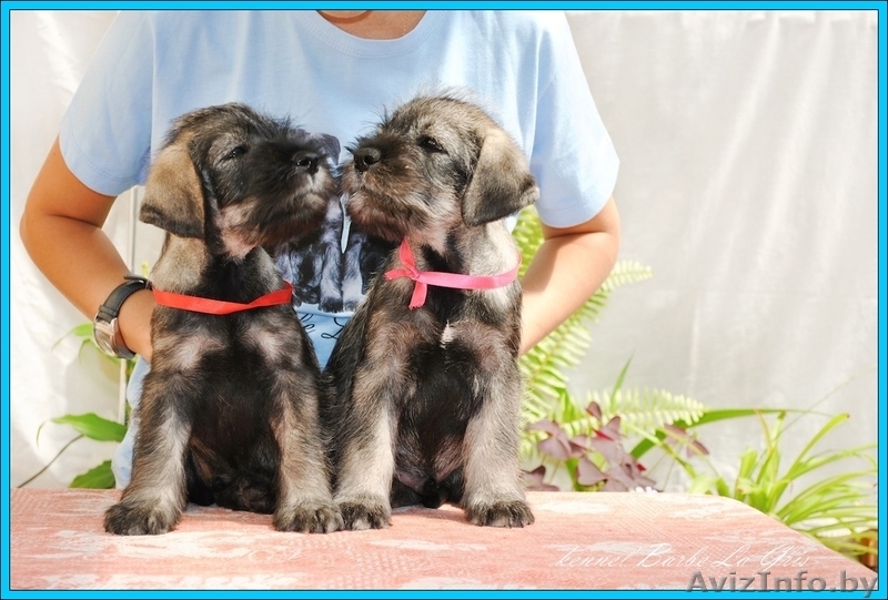 щенки Миттельшнауцера от Вице-Чемпиона Европы питомник! - Изображение #7, Объявление #762514