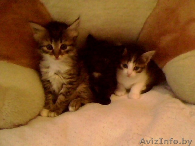 очаровательные котята в дар - Изображение #2, Объявление #782599