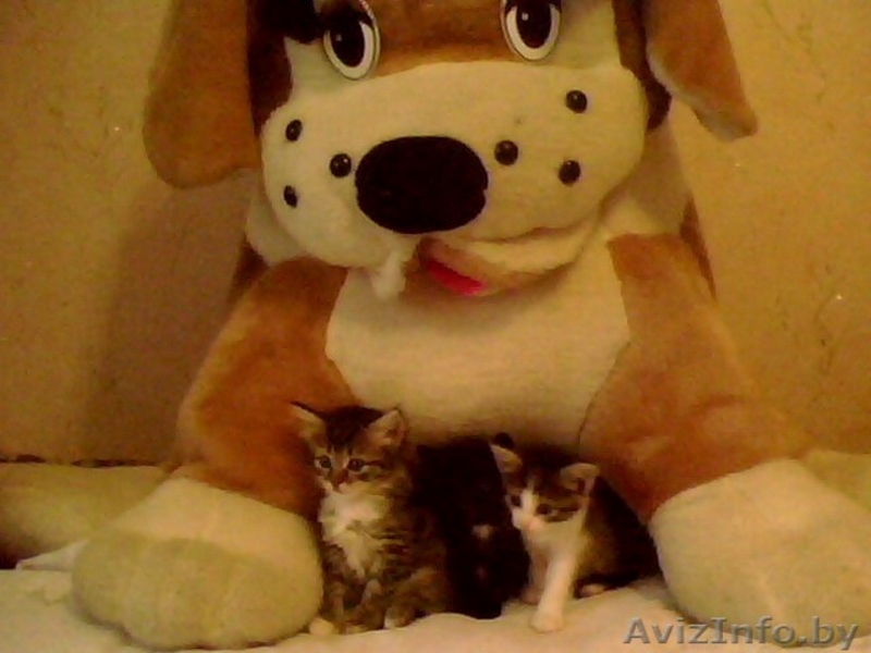 очаровательные котята в дар - Изображение #1, Объявление #782599