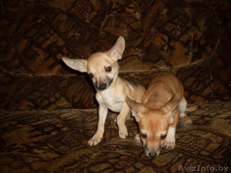 мальчики чихуа-хуа - Изображение #1, Объявление #773380