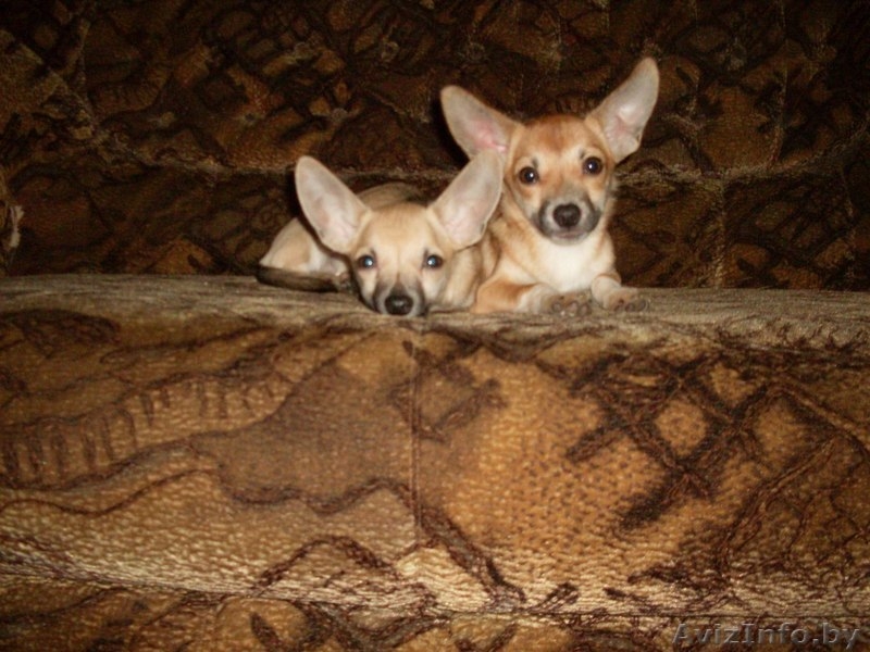 мальчики чихуа-хуа - Изображение #2, Объявление #773380