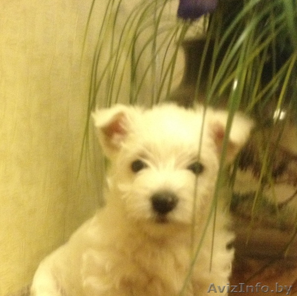 щенок - вест хайленд уайт терьера(белого терьера) - Изображение #3, Объявление #780803