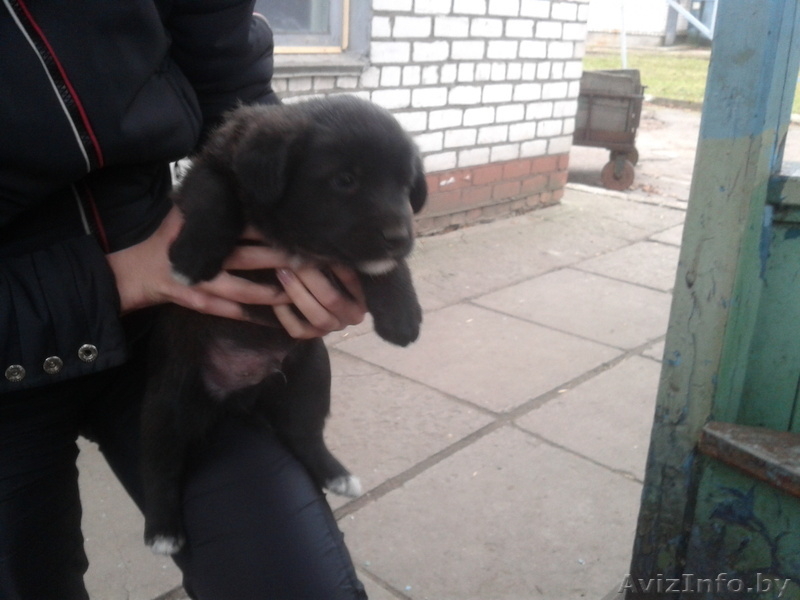 Щенки в  добрые руки - Изображение #4, Объявление #796014