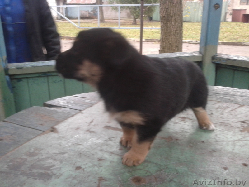 Щенки в  добрые руки - Изображение #2, Объявление #796014