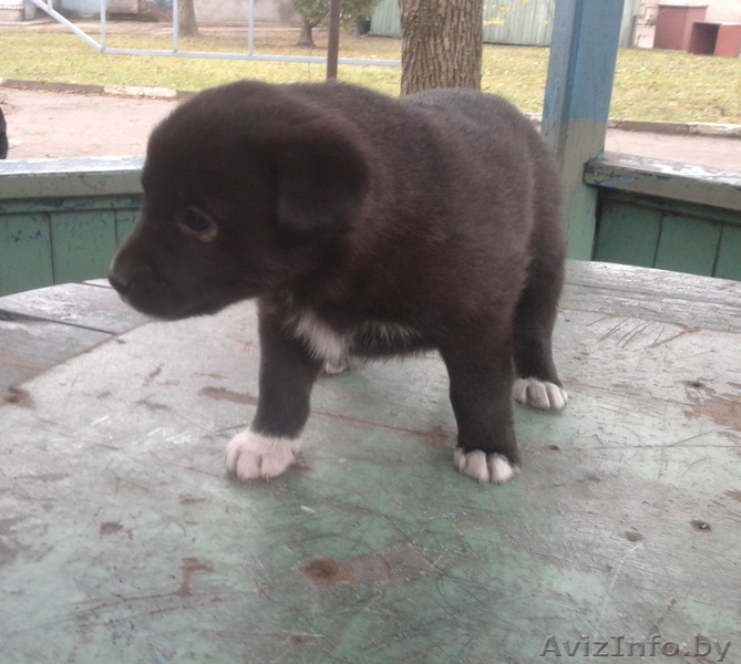 Щенки в  добрые руки - Изображение #1, Объявление #796014