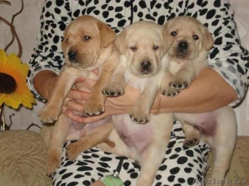 отличный друг лабрадор ретривер - Изображение #1, Объявление #787793