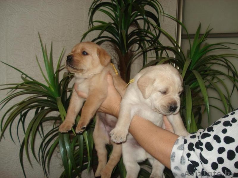 отличный друг лабрадор ретривер - Изображение #2, Объявление #787793