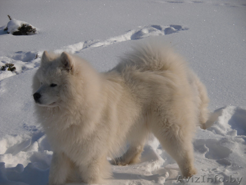 кобель самоедской собаки предлогается для вязок - Изображение #1, Объявление #821887