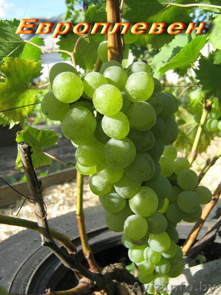 продажа саженцев винограда - Изображение #7, Объявление #41005