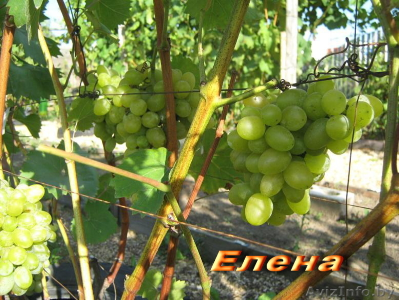 продажа саженцев винограда - Изображение #4, Объявление #41005