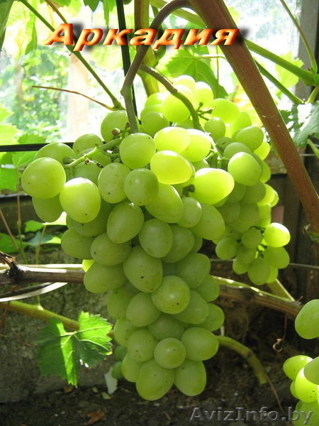 продажа саженцев винограда - Изображение #1, Объявление #41005