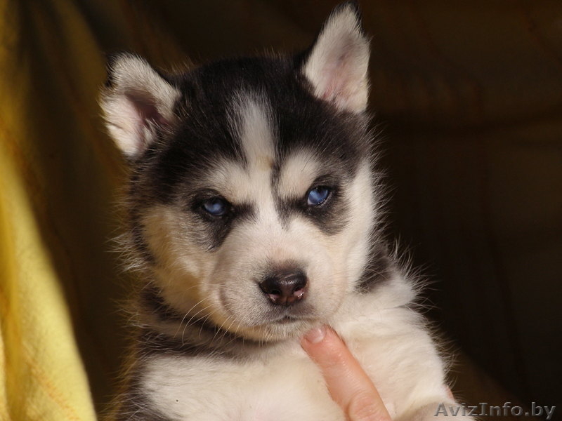 сибирский хаски - чудесные щенки - Изображение #3, Объявление #873677