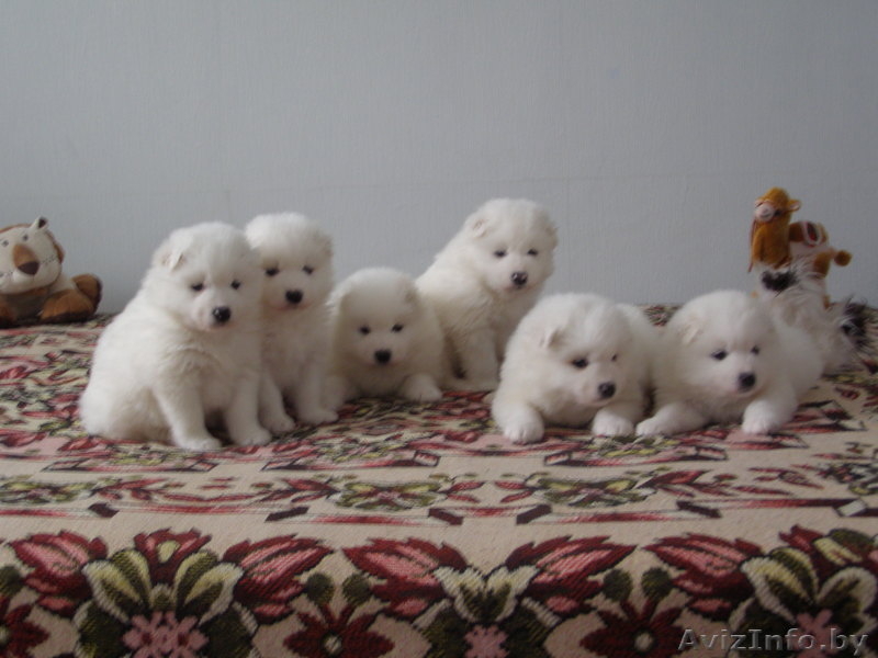 самоед, щенки самоеда - Изображение #1, Объявление #873678